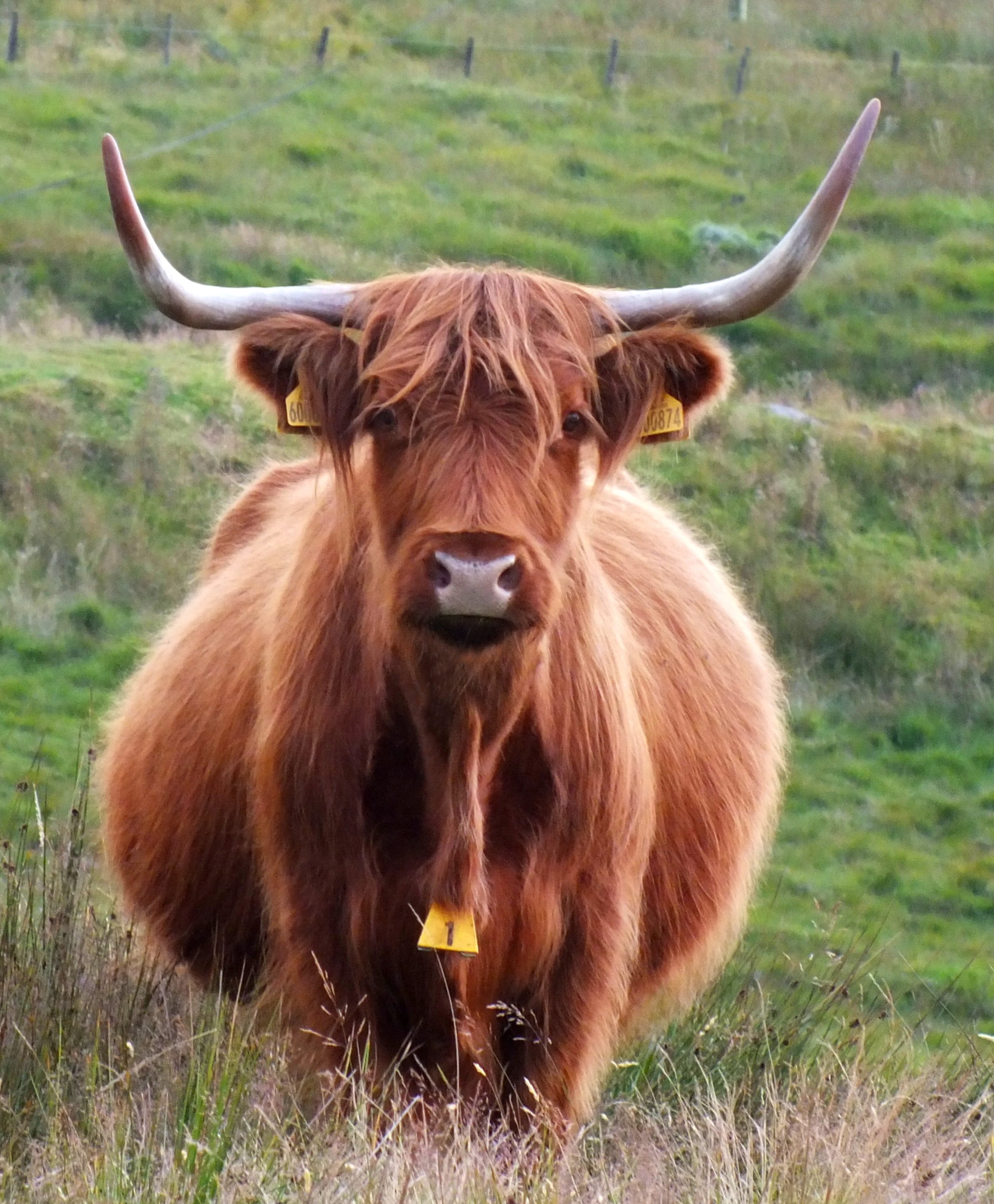 LONGHORN Bill Bagley Photography